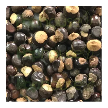 GUARANA GRÃO KG