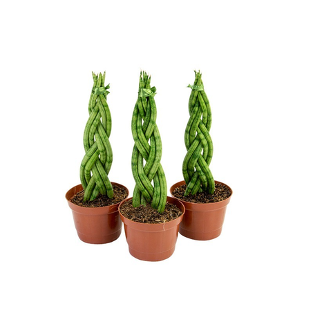 Sansevieria Trançado 6 Dedos P12