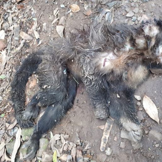 Cresce preocupação com febre amarela após morte de mais um macaco em São João do Oeste