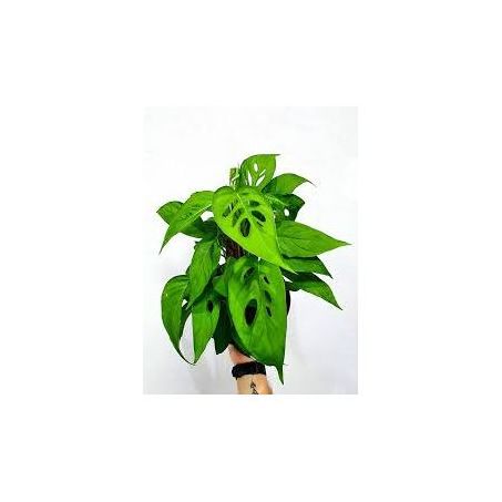 MONSTERA ANDASON C15