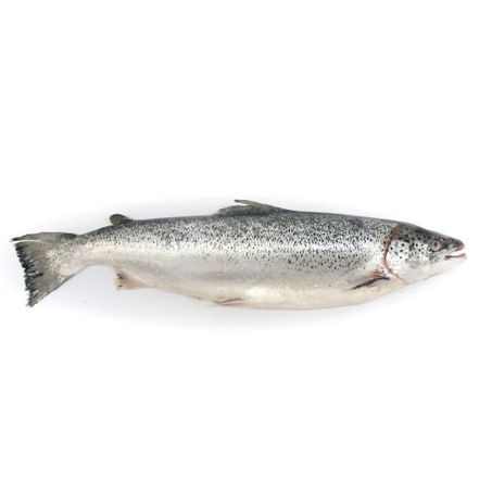 SALMÃO FRESCO INTEIRO 4.500kg Aprox. 360-1