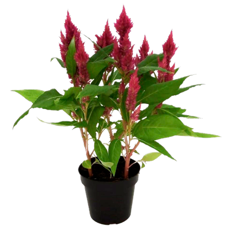 Celosia P14 Variado 