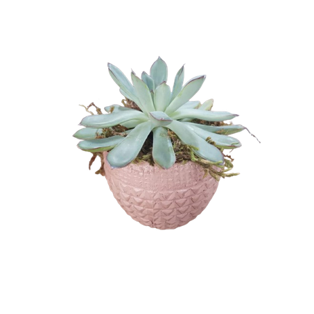 Vaso suculenta p11 360-3