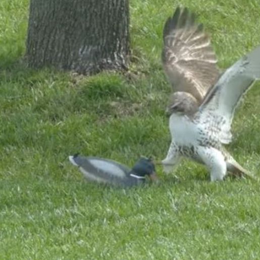 VÍDEO: Águia trava luta com pato de plástico e viraliza na web