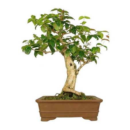 Flor bonsai jovem