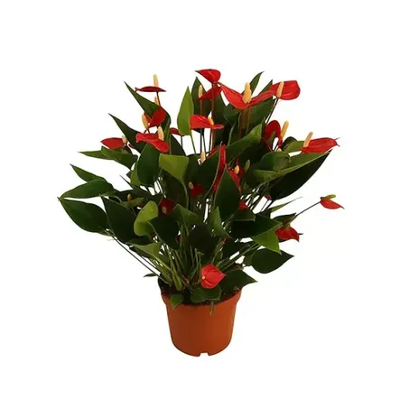 Planta Natural Anthurium Mini Million Flowers P09 Vermelho