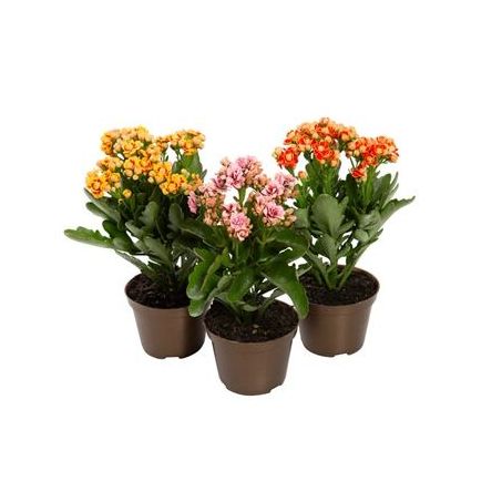 Flor kalanchoe dobrado p11