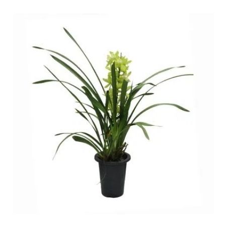 + flor natural cymbidium p18 min 1 ht (as cores podem variar)