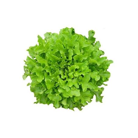 Alface campo lindo mim verde org