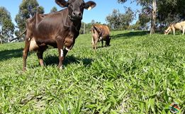 Exames de turberculose no rebanho bovino devem ser feitos até junho