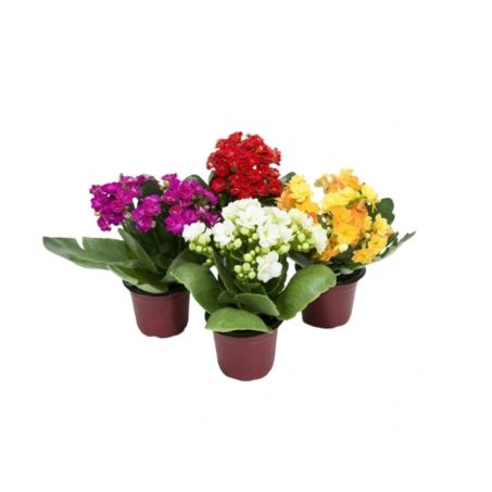 Flor Kalanchoe Mini Pote 06