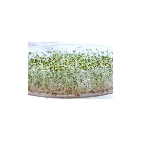BROTOS ALFAVA 125GR UND
