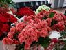 CAESP prossegue Primeiro Feirão de Flores até sexta-feira