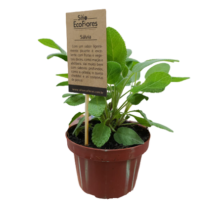 Flor salvia luiz morsch vaso