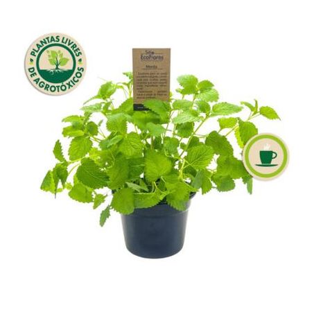 Flor menta eco flores p11