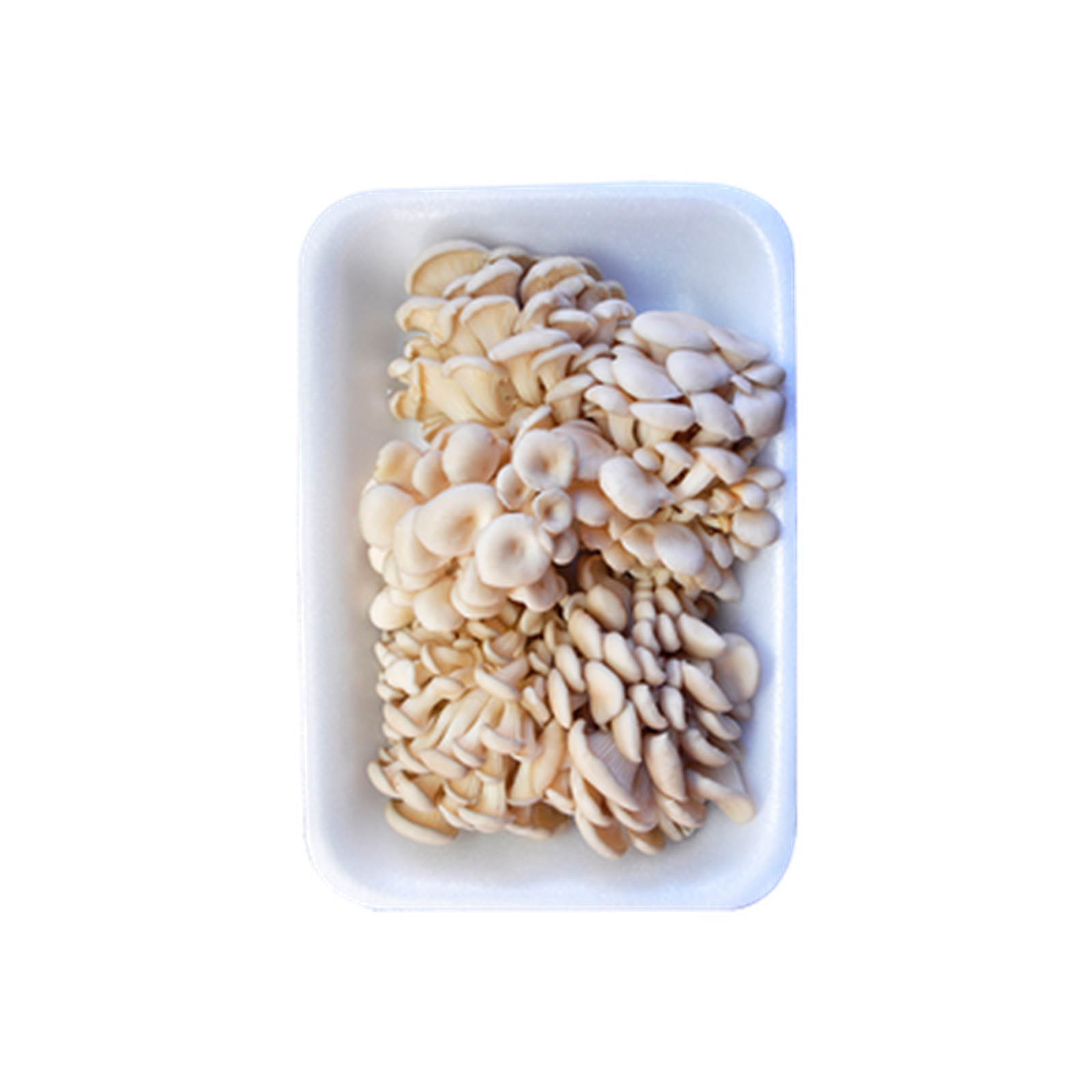 Cogumelo Shimeji Branco Fresco 200g