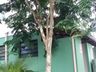 Tunápolis dá continuidade ao plano de arborização com plantio de árvores na cidade