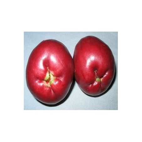 JAMBO ROSA KG