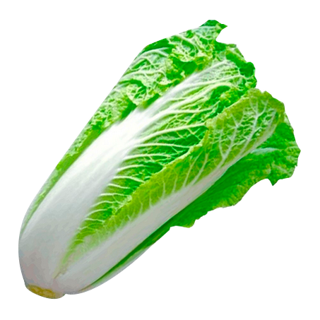 Acelga und