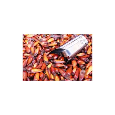 PINHAO KG