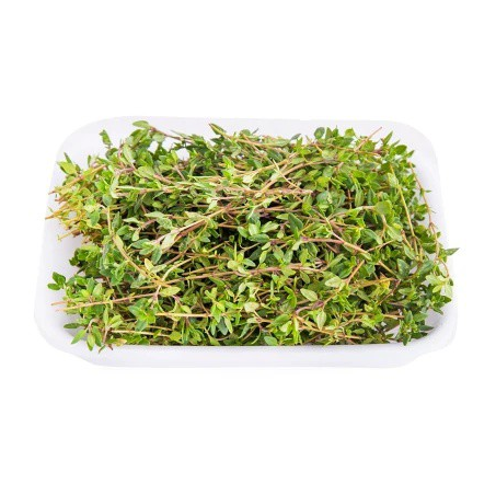 OREGANO BLUMENAU 30G BANDEJA