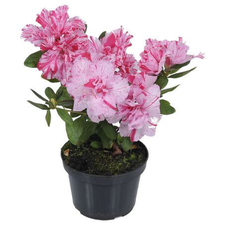 Flor Azaléia P13