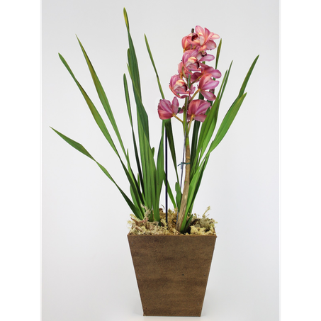 Orquídea Cymbidium P18
