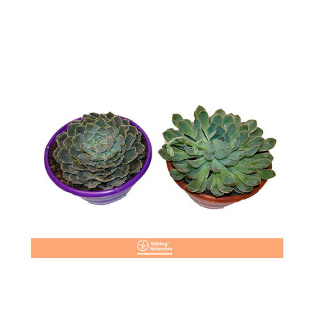 Flor Echeveria C21