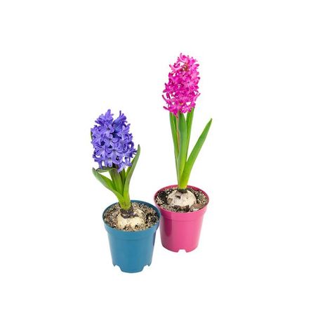 Hyacinthus P09 