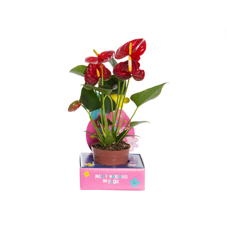 Flor Anthurium P6 Kids