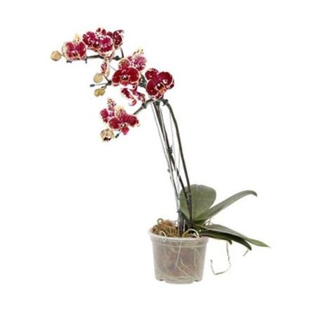 Flor orquídea phale P15 2 hastes