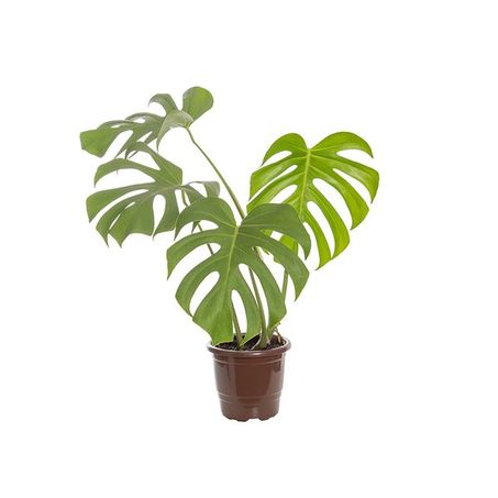 Monstera Deliciosa P16 