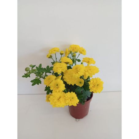 Flor mini crisantemo eco flores vaso p06 360-1
