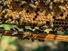Uso de agrotóxicos em lavouras ameaça criação de abelhas