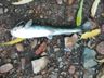 Vídeo: Após mortes de peixes, morador denúncia poluição em riacho de SMOeste