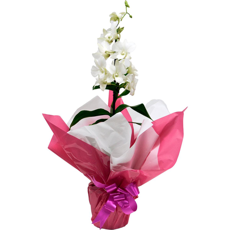 Orquídea Denphalaen - Decorada - Ref. 0001.0016