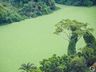 Fenômeno ‘Alface d'água’ cobre rio na região; assista ao vídeo