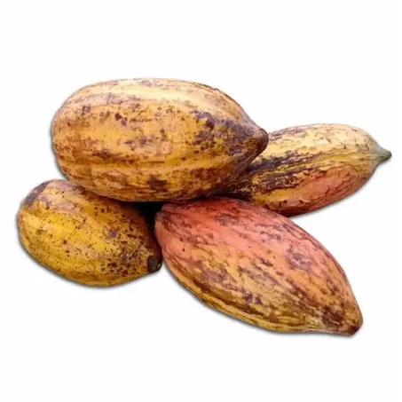 Cacau Kg 