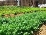 Prefeitura de SJCedro vai disponibilizar terrenos institucionais para cultivos e plantios