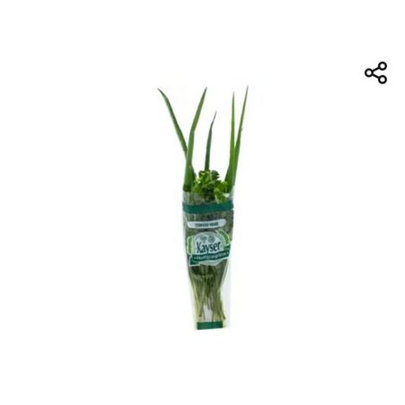 CHEIRO VERDE UN