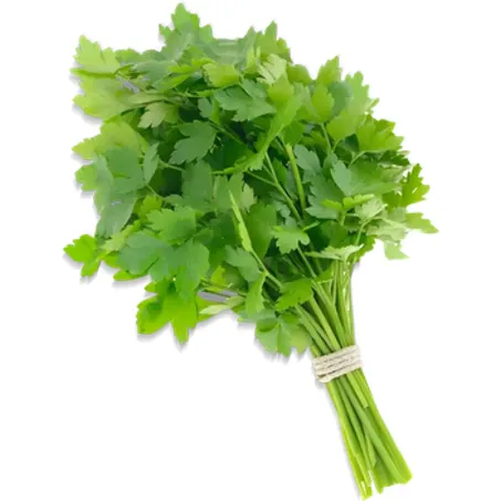 Salsa hodropônica São Roque