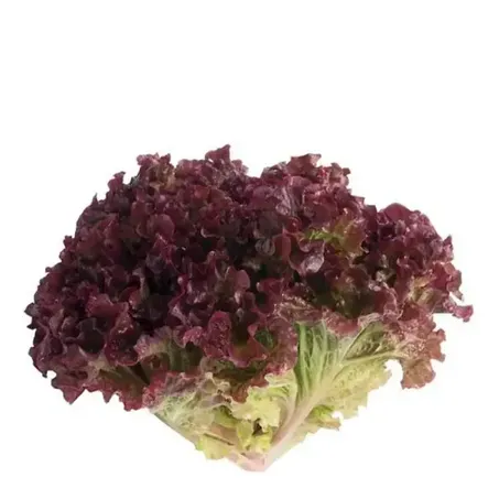 Alface Crespa Roxa Orgânica Un