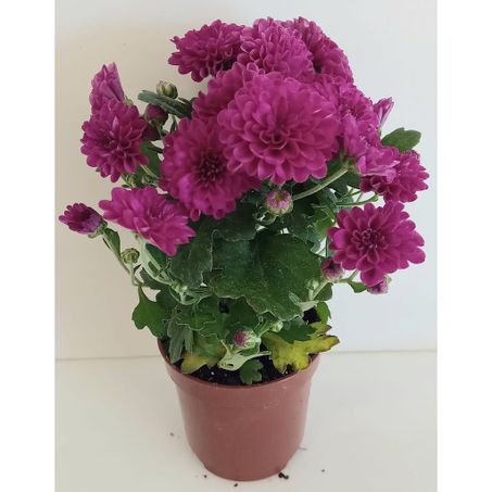 Flor mini crisantemo eco flores vaso p06