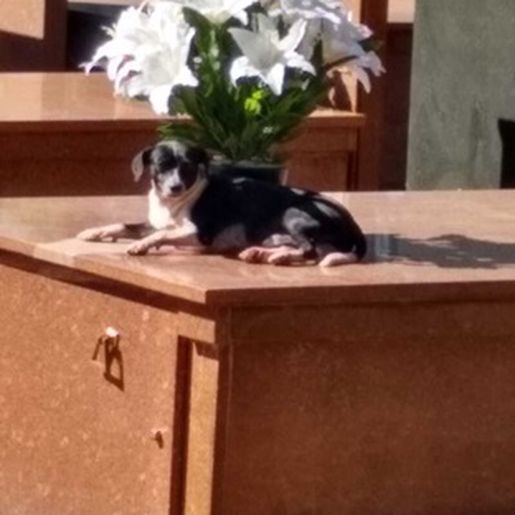 Cachorro está há oito meses morando no túmulo do dono 