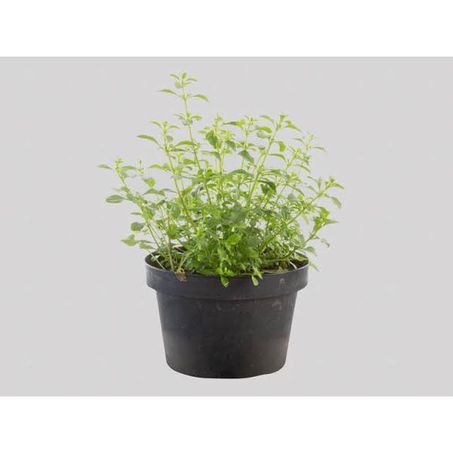 Flor poejo eco flores p11
