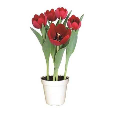 Tulipa Variado P12 
