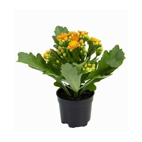 ECOFLORES MINI KALANCHOE DOBRADO P6