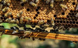 Uso de agrotóxicos em lavouras ameaça criação de abelhas