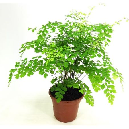 PLANTA NATURAL AVENCA VARIADA