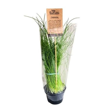  CEBOLINHA MUDAS ECOFLORES UNIDADE